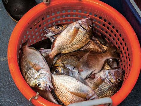 Platter Sized Porgies At Jessups Neck On The Water