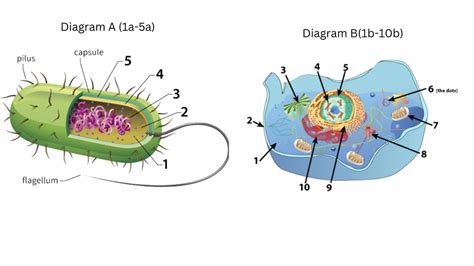 Endomembrane System (Part 1) Diagram | Quizlet