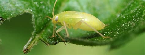 Aphids How To Identify And Control These Garden Pests Para Space