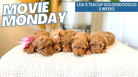 Leia S Teacup Goldendoodles Weeks Youtube