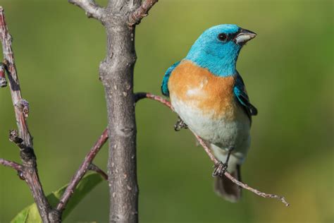 Birds Similar To Painted Buntings