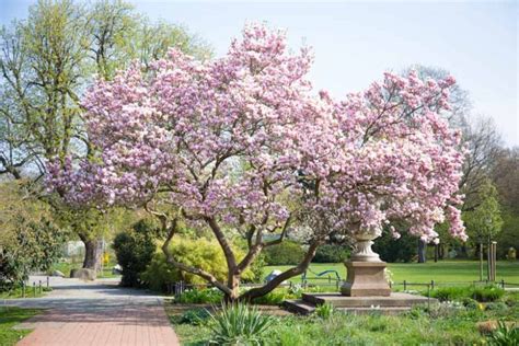 Popular Types Of Magnolia Shrubs And Trees