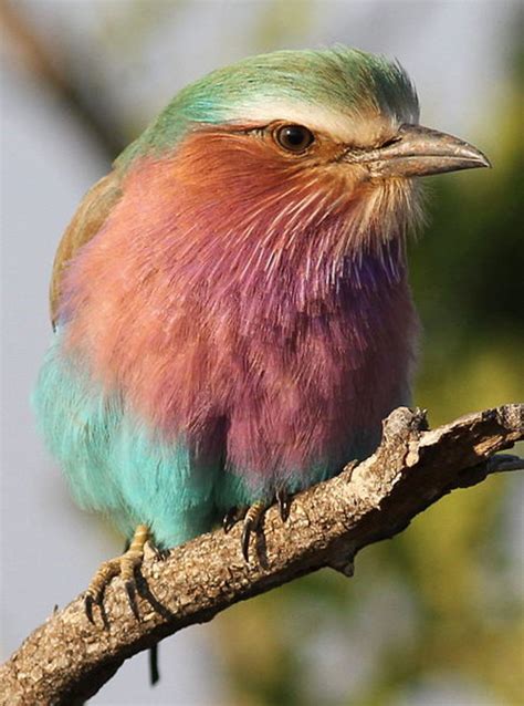 Lilac Breasted Roller Bird Of Africa Hubpages