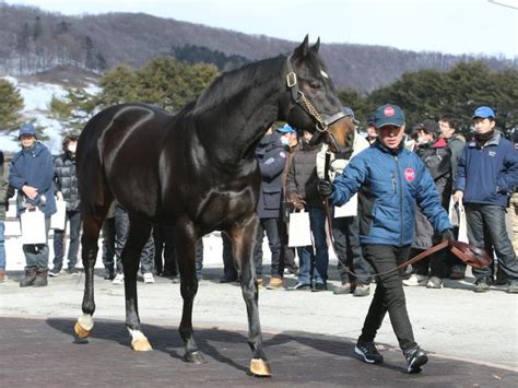 ヴィットリオドーロ産駒がjra初勝利 函館6rでオマツリオトコが5馬身差v 競馬ニュース Netkeiba