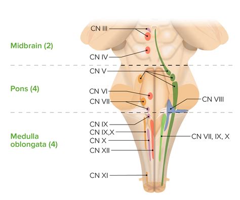 Brain Stem Anatomy Concise Medical Knowledge