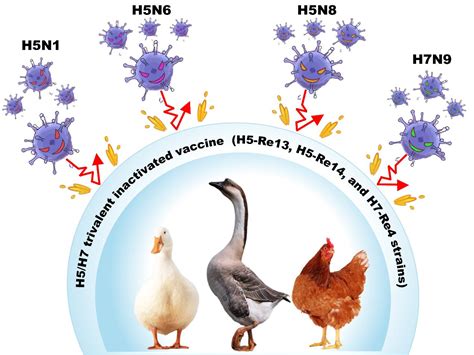 中国免疫策略应对全球暴发的h5禽流感成效显著—新闻—科学网