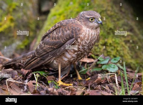 Juvenile Sparrowhawk Accipiter Nisus Dumfries Galloway Scotland