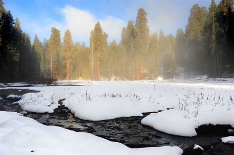 Winter Mist, Big Trees Trail, Sequoia National Park | Shutterbug