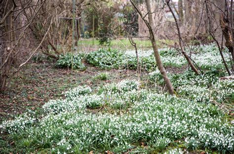 Ideale Bedingungen für Schneeglöckchen sind Auen Waldwiesen und Laubwälder