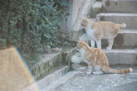 Cats 1 Of 4 Cats Cat Lady Alhambra Palace