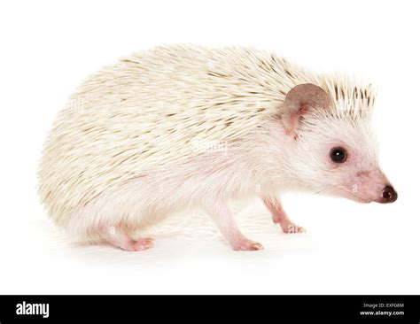 Full Grown Pet Hedgehog