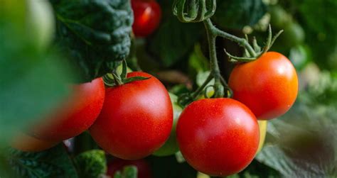 Cebola E Tomate T M Pre Os Em Queda Nas Ceasas Do Pa S Em Janeiro Diz