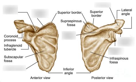 A P Lab Diagram Quizlet