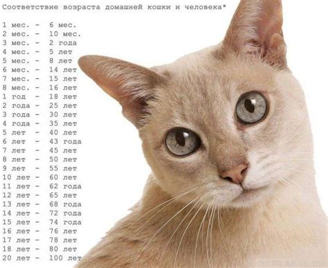 Сколько лет коту по человеческим меркам