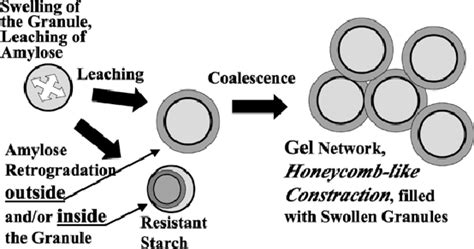 Schematic Representation Of Leaching And Retrogradation Of Amylose Out