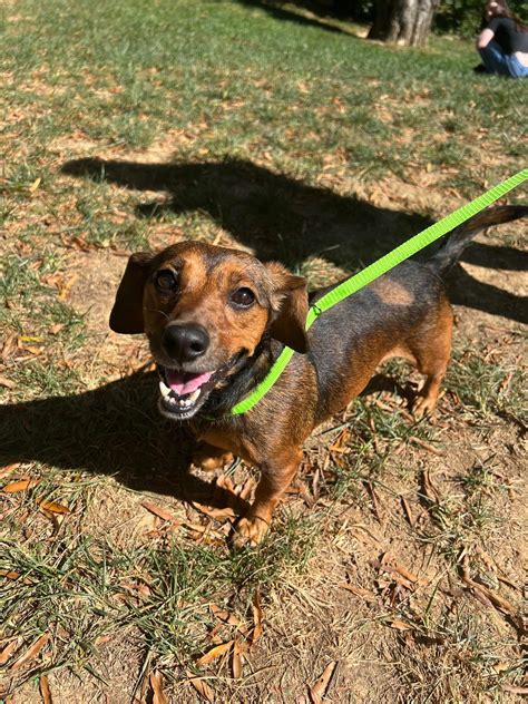 Sadie Tennessee Dachshund Rescue