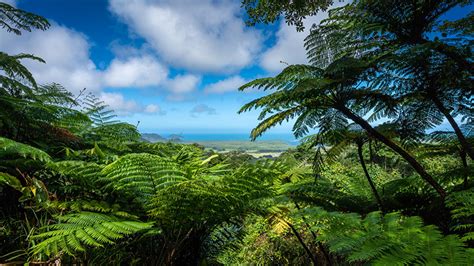 Green Leaves Trees Branches Forest Under White Clouds Blue Sky Hd