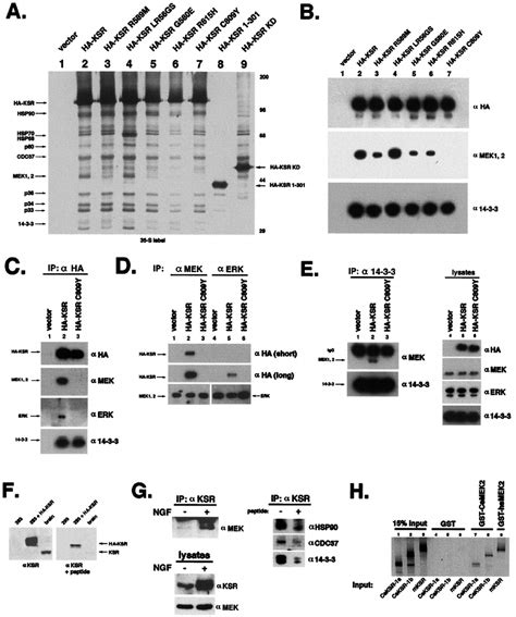 Mutant Ksrs Corresponding To Loss Of Function Alleles In C Elegans