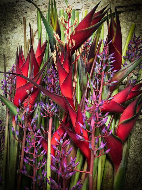 Tropical Flowers From Hawaii Maui Floral