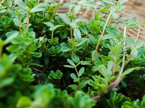 Plantas Sin Flores Con Sus Nombres Para Dibujar