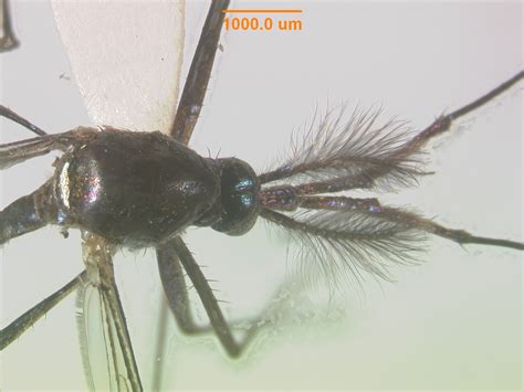 Bromeliad Larvae - Toxorhynchites superbus or theobaldi sp.