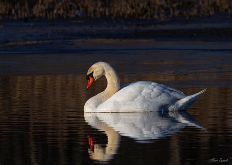 3Q2A1528 ame 3 Mute Swan Cygne Tuberculé Alain Erenati Flickr