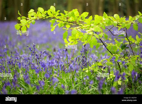 Bluebells in the forest Surrey England Europe Stock Photo - Alamy