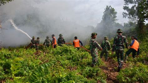 Cara Cara Mencegah Bahaya Kebakaran Hutan Media K Indonesia