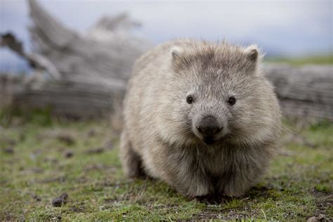 Pin on Wildlife to watch for on a Great Walk of Australia