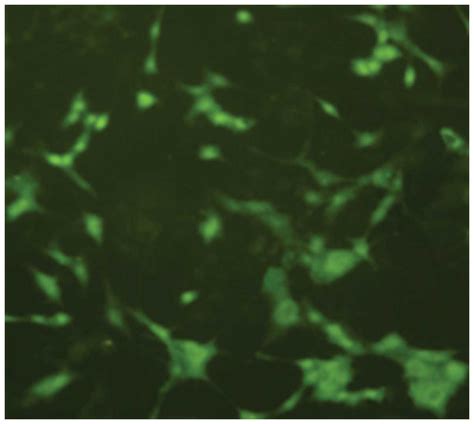 The Effect Of Activin A On Signal Transduction Pathways In PC12 Cells