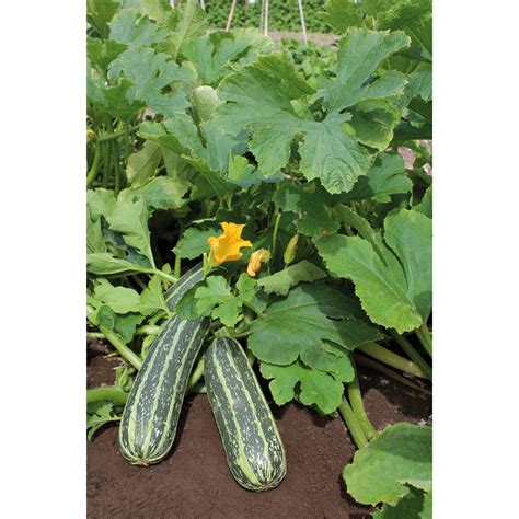 Grow By Obi Zucchini Gestreift Topf Ca Cm Cucurbita Pepo Subsp