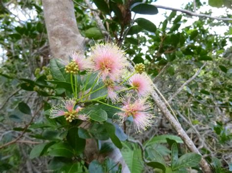 Florida Native Plants Native Trees Shrubs And Grasses Of Florida