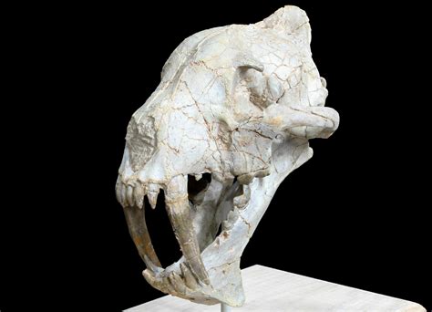 7 False Saber Tooth Cat Hoplophoneus Skull South Dakota For Sale