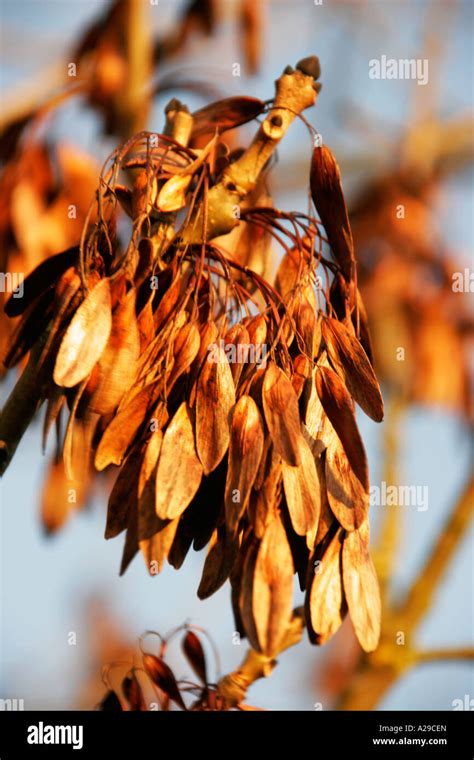 Ash tree seeds Stock Photo - Alamy