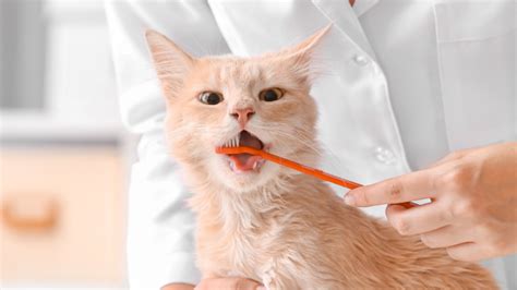 Cat Dental Care Tips For Pet Owners | Pawlicy Advisor