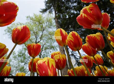 Tulip Helmer Tulip Festival Istanbul Turkey Stock Photo Alamy