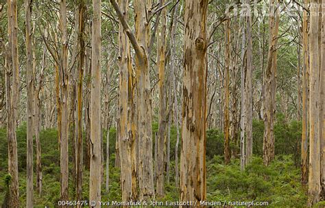 Stock Photo Of Karri Eucalyptus Diversicolor Forest Leeuwin