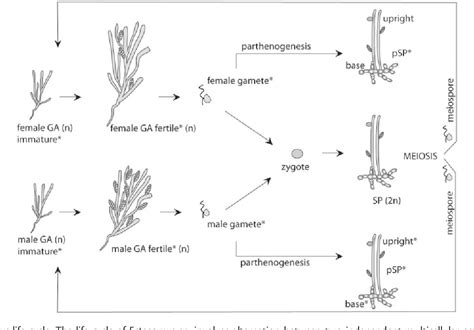 Figure From Sexual Dimorphism And The Evolution Of Sex Biased Gene