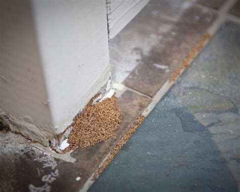 Dealing With Termites In Ceiling Drywall Unveiling The Silent Invaders