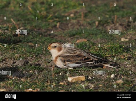 Winter male snow bunting hi-res stock photography and images - Alamy