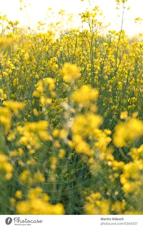 Raps mit gelben Blüten auf dem Rapsfeld Produkt für Speiseöl und