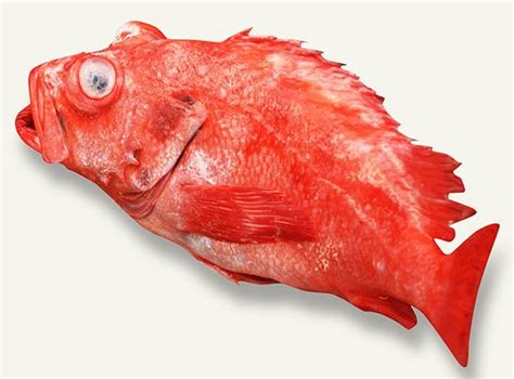 高級魚「メヌケ」とは？味わいや旬の時期・値段など特徴は？食べ方のおすすめも紹介！ ちそう