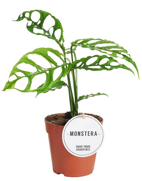 Monstera Obliqua Peru Plant Wholesale FlorAccess