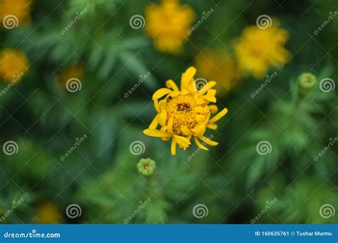 Marigold in garden stock image. Image of crop, agriculture - 160635761