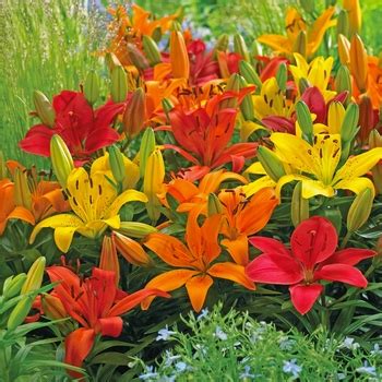 Lilium 'Multiple Varieties' Assorted, Asiatic Lily | Garden Center ...