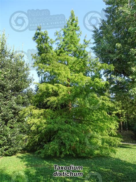 Taxodium Distichum Bald Cypress Tree Taxodium Distichum Bald