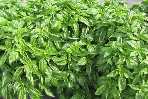 Evaluation Of Commercial And Experimental Varieties Of Sweet Basil