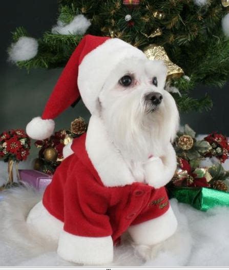 Gorro de Navidad para perros, Navidad 2010