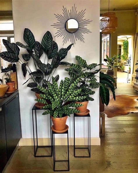 Aprende Con Estas Ideas Cómo Decorar Tu Casa Con Plantas Manualidades eli