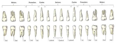 Wiring And Diagram: Diagram Teeth Roots